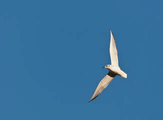 Kleine Kokmeeuw, Bonaparte's Gull, Larus philadelphia