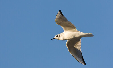 Kleine Kokmeeuw, Bonaparte's Gull, Larus philadelphia
