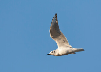 Kleine Kokmeeuw, Bonaparte's Gull, Larus philadelphia