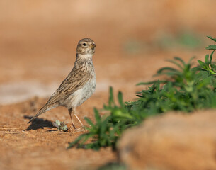 Kleine Kortteenleeuwerik, Lesser Short-toed Lark, Alaudala rufescens apetzii