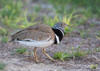 Kleine Trap, Little Bustard, Tetrax tetrax