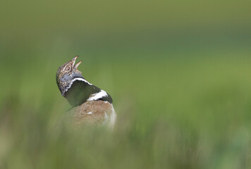 Kleine Trap, Little Bustard, Tetrax tetrax