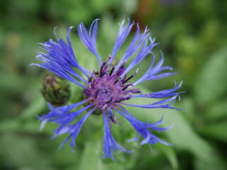 Knapweed Flower