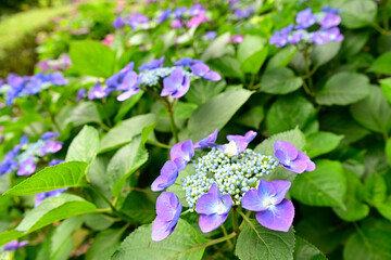 紫陽花