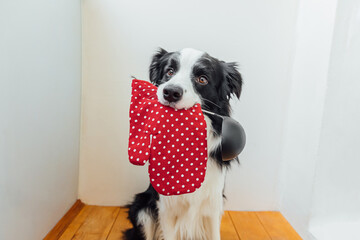 Funny portrait of cute puppy dog border collie holding kitchen spoon ladle oven mitt in mouth at home indoor. Chef dog cooking dinner. Homemade food, restaurant menu concept. Cooking process