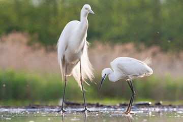 Obraz premium Kleine Zilverreiger, Little Egret, Egretta garzetta