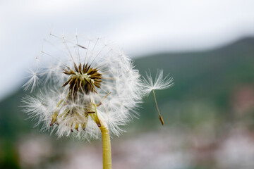 Close up of white dandelion flower 