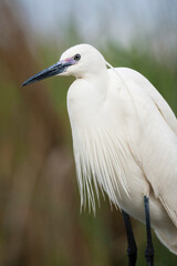 Kleine Zilverreiger, Little Egret, Egretta garzetta