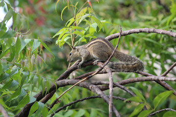 squirrel in the green tree branch
