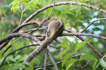 squirrel on a green tree branch and looking side