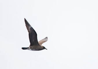 Kleinste Jager, Long-tailed Skua, Stercorarius longicaudus