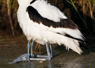 Kluut, Pied Avocet, Recurvirostra avosetta