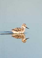 Kluut, Pied Avocet, Recurvirostra avosetta