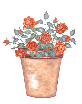 Hand drawn watercolor pot with roses.