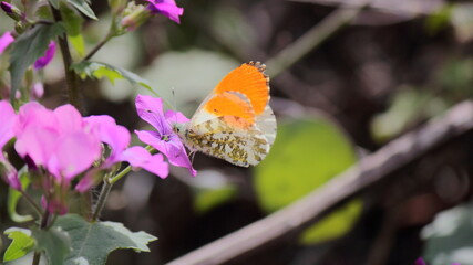 Mariposa naranja y negra, vista superior. Speyeria aglaja