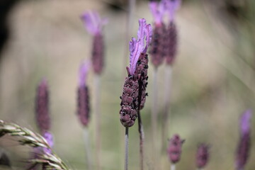 La lavanda, Lavandula angustifolia en la Sierra de Guadarrama