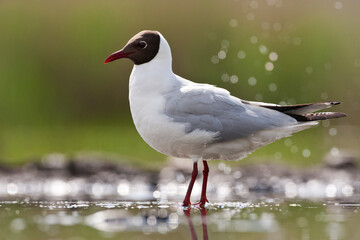 Kokmeeuw, Common Black-headed Gull, Croicocephalus ridibundus
