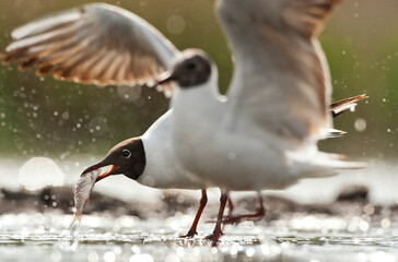 Obraz premium Kokmeeuw, Common Black-headed Gull, Croicocephalus ridibundus