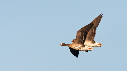 Kolgans, White-fronted Goose, Anser albifrons