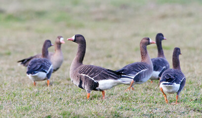 Kolgans, White-fronted Goose, Anser albifrons