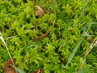 Sphagnum Moss