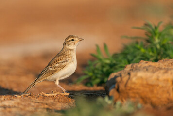 Kortteenleeuwerik, Short-toed Lark, Calandrella brachydactyla brachydactyla