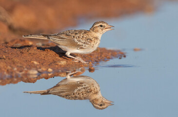 Fototapeta premium Kortteenleeuwerik, Short-toed Lark, Calandrella brachydactyla brachydactyla