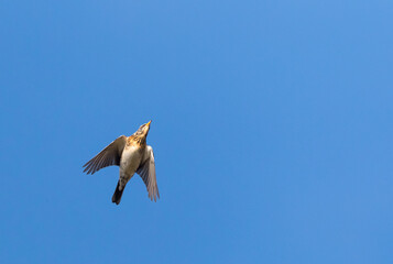 Kramsvogel, Fieldfare, Turdus pilaris