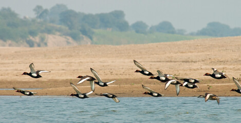 Krooneend, Red-crested Pochard, Netta rufina
