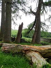 tree in the forest