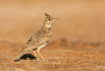 Kuifleeuwerik, Crested Lark, Galerida cristata pallida
