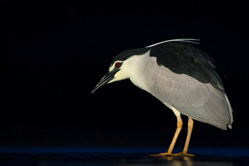 Kwak, Black-crowned Night Heron, Nycticorax nycticorax