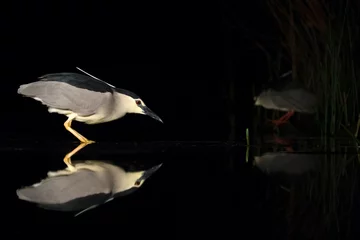 Fototapeten Kwak, Black-crowned Night Heron, Nycticorax nycticorax © AGAMI