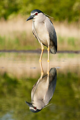 Kwak, Black-crowned Night Heron, Nycticorax nycticorax