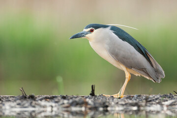 Kwak, Black-crowned Night Heron, Nycticorax nycticorax