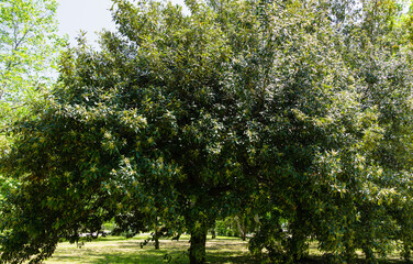 Landscape with blooming Quercus ilex, evergreen oak or holm oak acorn in spring city park of Sochi....