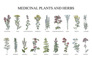 Medicinal plants and herbs collection - vintage illustration from Larousse du xxe siècle	 - obrazy, fototapety, plakaty