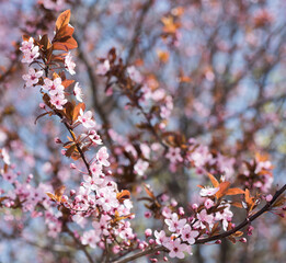Branches of flowering apricots