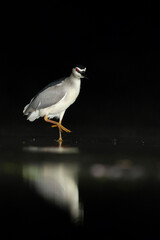 Kwak, Black-crowned Night Heron, Nycticorax nycticorax