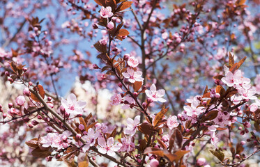 Branches of flowering apricots