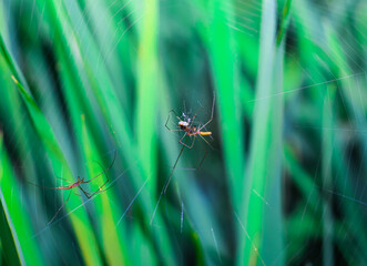 Rare photography, Meeting, seen two male and female spiders doing a mating ritual. Garden spiders mating. Mating pair of decorated orb weaver spider (lecauge decorata) Tetragnathadae in a web.