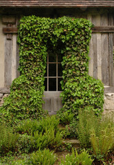 Fototapeta na wymiar window with ivy, Honfleur, France