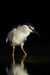Obraz premium Kwak, Black-crowned Night Heron, Nycticorax nycticorax