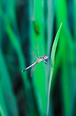 Beautiful nature scene dragonfly. Dragonfly in the nature habitat using as a background or wallpaper.The concept of writing an article. Dragonfly on the leaf. water drops on the green grass.