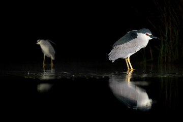 Kwak, Black-crowned Night Heron, Nycticorax nycticorax