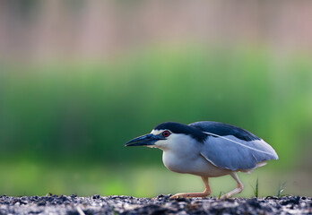 Kwak, Nycticorax nycticorax, Black-crowned Night Heron