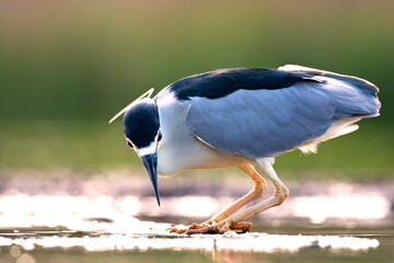 Kwak, Nycticorax nycticorax, Black-crowned Night Heron