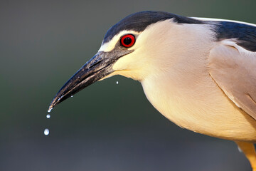 Kwak, Nycticorax nycticorax, Black-crowned Night Heron © AGAMI