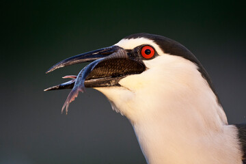 Kwak, Nycticorax nycticorax, Black-crowned Night Heron