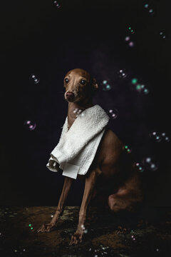 Italian piccolo dog getting ready for the bath